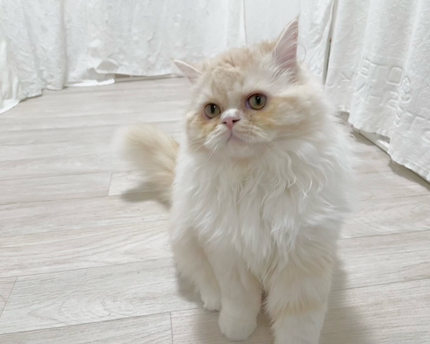 群馬県のラガマフィン (かねだいペットトライアル桐生/2025年6月6日生まれ/男の子/クリームタビーホワイト)の子猫の2枚目の画像