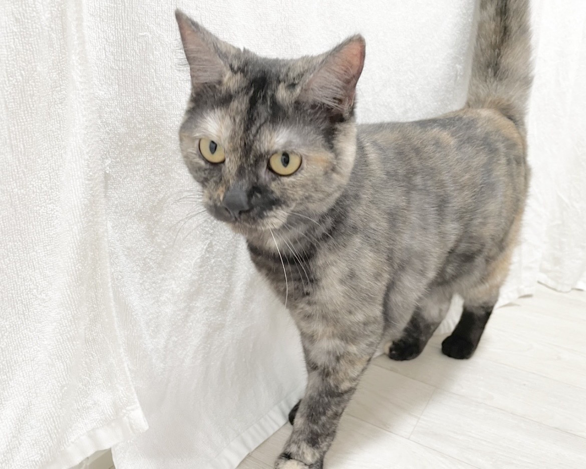 群馬県のマンチカン (かねだいペットトライアル桐生/2025年4月21日生まれ/女の子/トーティーシェル)の子猫の2枚目の画像