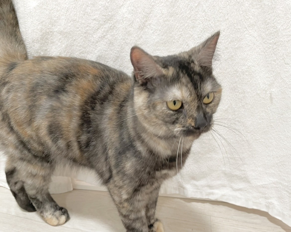 群馬県のマンチカン (かねだいペットトライアル桐生/2025年4月21日生まれ/女の子/トーティーシェル)の子猫の3枚目の画像