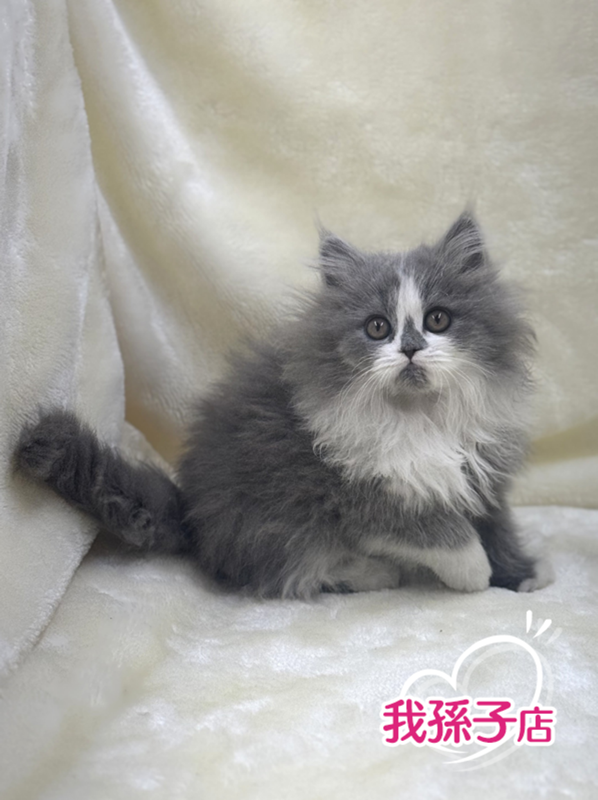 千葉県のフォールデックス (かねだい我孫子店/2025年10月10日生まれ/女の子/ブルータビーホワイト)の子猫の1枚目の画像