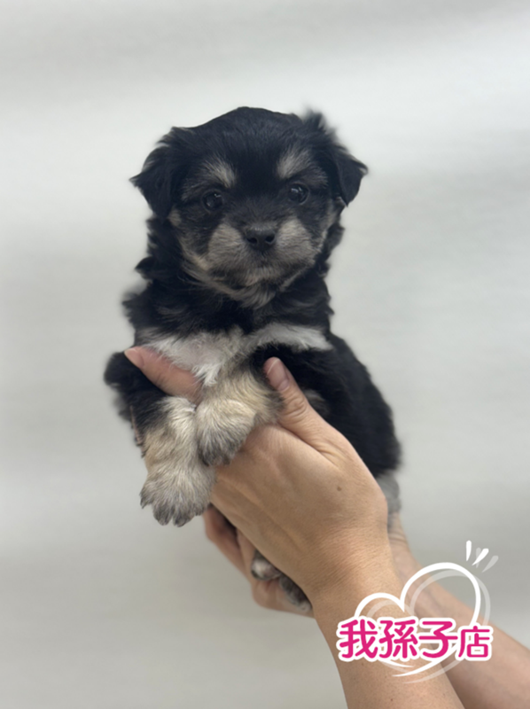 千葉県のチワマル/マルチワ(チワワ×マルチーズ) (かねだい我孫子店/2025年10月15日生まれ/女の子/ブラックタン)の子犬の1枚目の画像