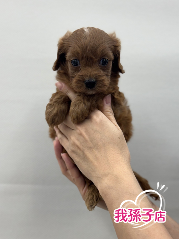 千葉県のキャバプー(キャバリア×プードル) (かねだい我孫子店/2025年10月19日生まれ/男の子/レッド)の子犬