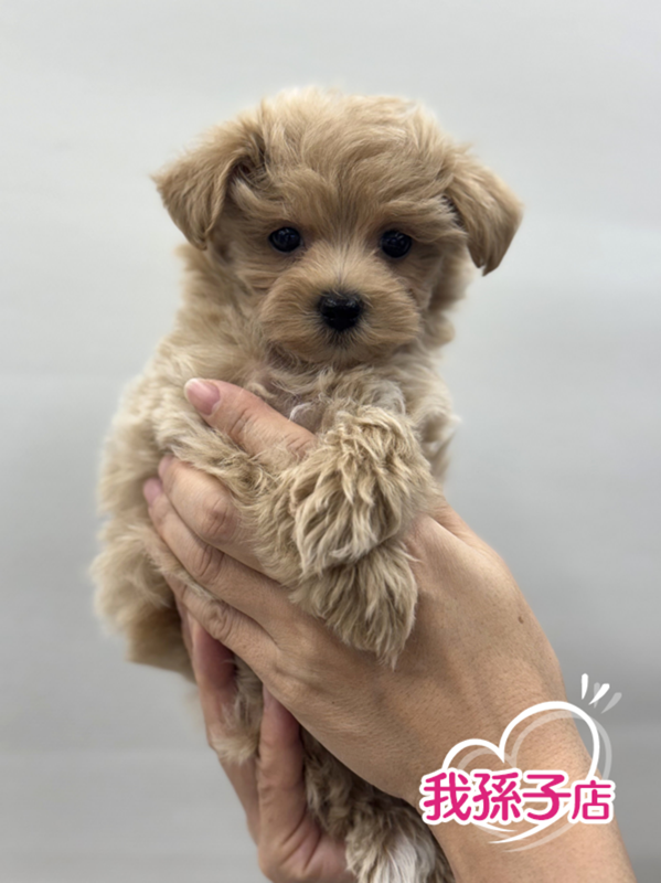 千葉県のマルプー(マルチーズ×プードル) (かねだい我孫子店/2025年10月17日生まれ/男の子/アプリコット)の子犬の1枚目の画像