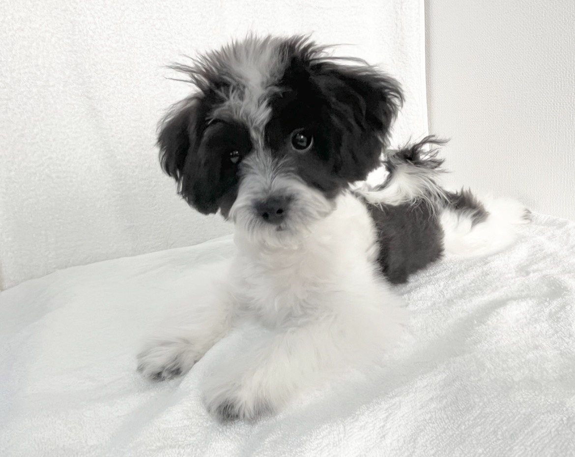 群馬県のチワマル/マルチワ(チワワ×マルチーズ) (かねだいペットトライアル桐生/2025年8月18日生まれ/女の子/ホワイトブラック)の子犬の1枚目の画像