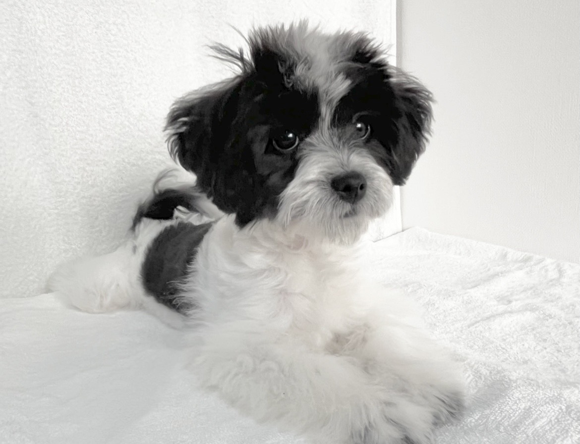 群馬県のチワマル/マルチワ(チワワ×マルチーズ) (かねだいペットトライアル桐生/2025年8月18日生まれ/女の子/ホワイトブラック)の子犬の2枚目の画像