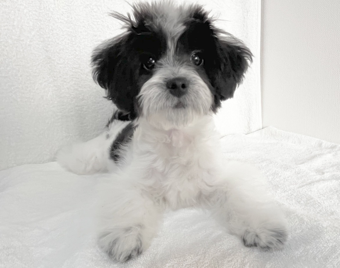 群馬県のチワマル/マルチワ(チワワ×マルチーズ) (かねだいペットトライアル桐生/2025年8月18日生まれ/女の子/ホワイトブラック)の子犬の3枚目の画像