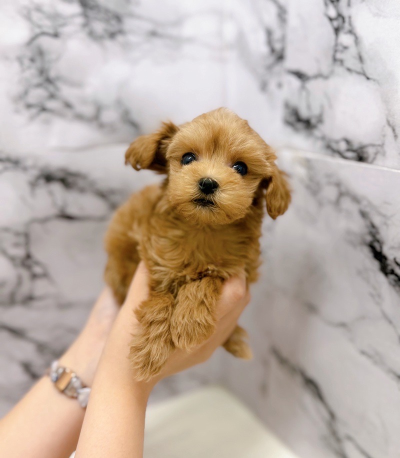 神奈川県のマルプー(マルチーズ×プードル) (かねだい東戸塚店/2025年10月25日生まれ/女の子/アプリコット)の子犬の1枚目の画像