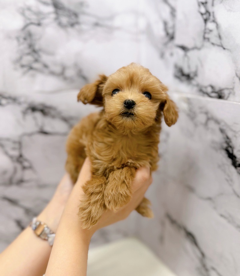 神奈川県のマルプー(マルチーズ×プードル) (かねだい東戸塚店/2025年10月25日生まれ/女の子/アプリコット)の子犬の2枚目の画像