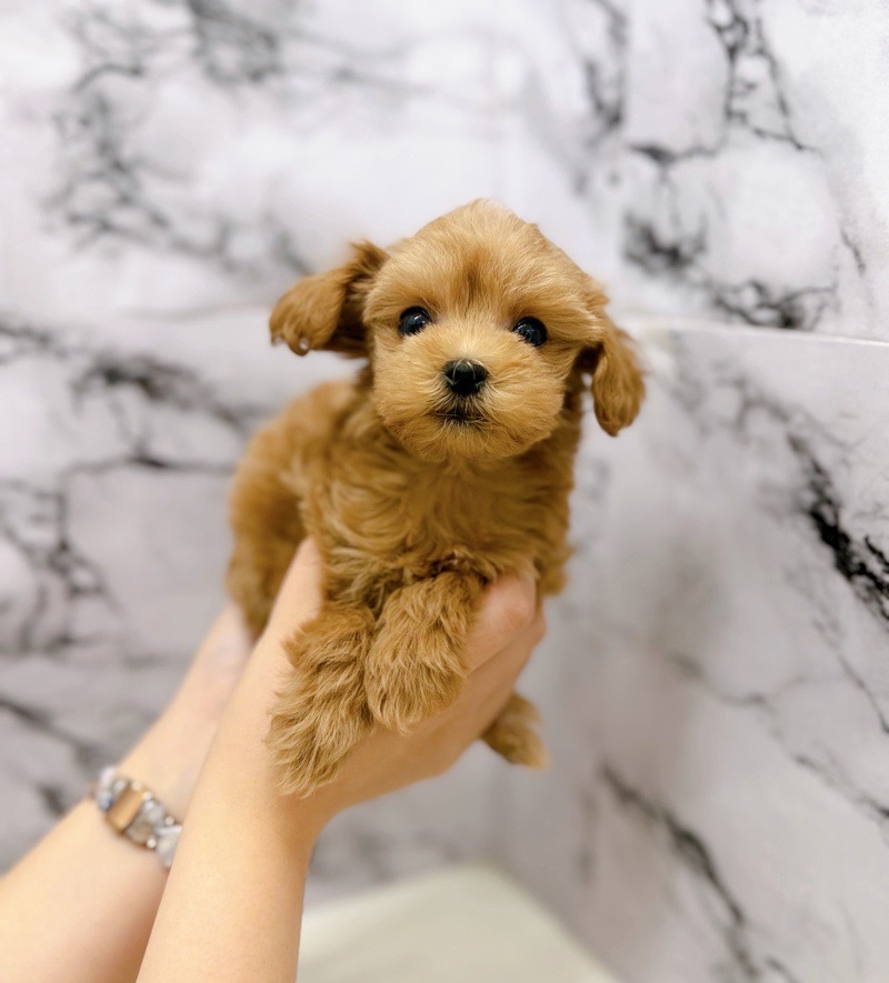 神奈川県のマルプー(マルチーズ×プードル) (かねだい東戸塚店/2025年10月25日生まれ/女の子/アプリコット)の子犬の4枚目の画像
