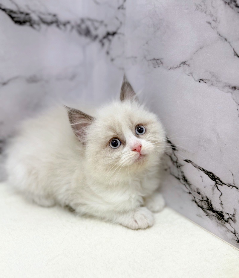 神奈川県のラグドール (かねだい東戸塚店/2025年10月25日生まれ/男の子/シールポイントバイカラー)の子猫の1枚目の画像