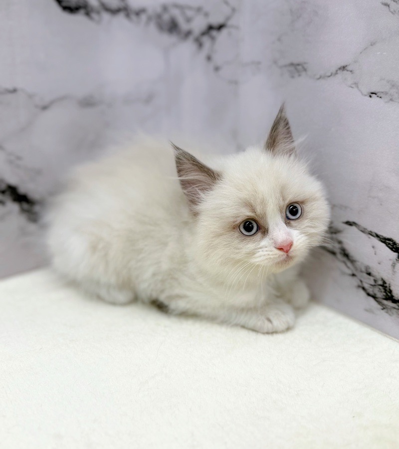 神奈川県のラグドール (かねだい東戸塚店/2025年10月25日生まれ/男の子/シールポイントバイカラー)の子猫の2枚目の画像