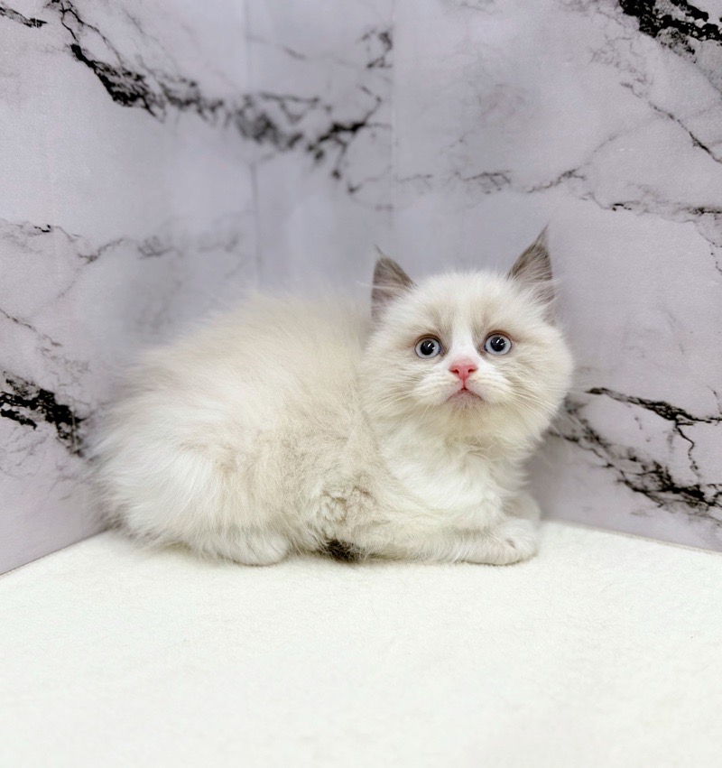 神奈川県のラグドール (かねだい東戸塚店/2025年10月25日生まれ/男の子/シールポイントバイカラー)の子猫の3枚目の画像
