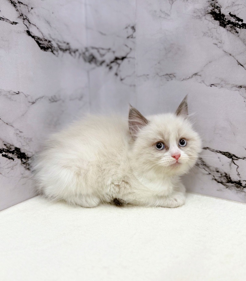 神奈川県のラグドール (かねだい東戸塚店/2025年10月25日生まれ/男の子/シールポイントバイカラー)の子猫の4枚目の画像