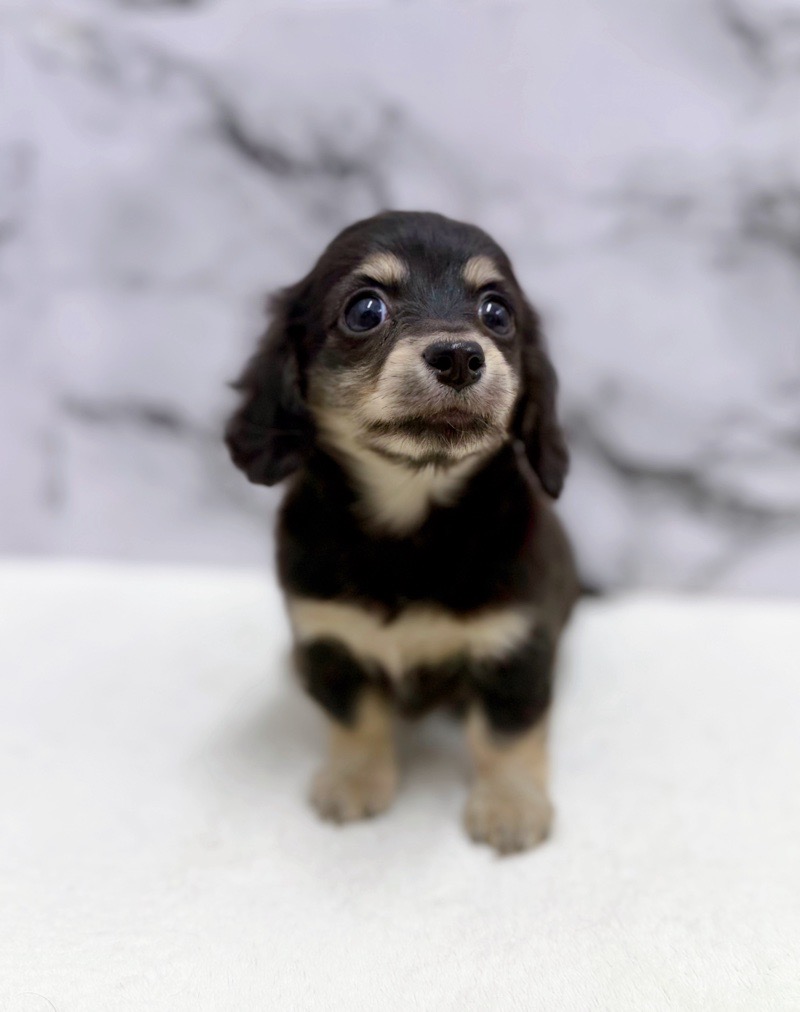 神奈川県のチワックス(チワワ×ダックス) (かねだい東戸塚店/2025年10月25日生まれ/女の子/ブラックイエロー)の子犬の1枚目の画像