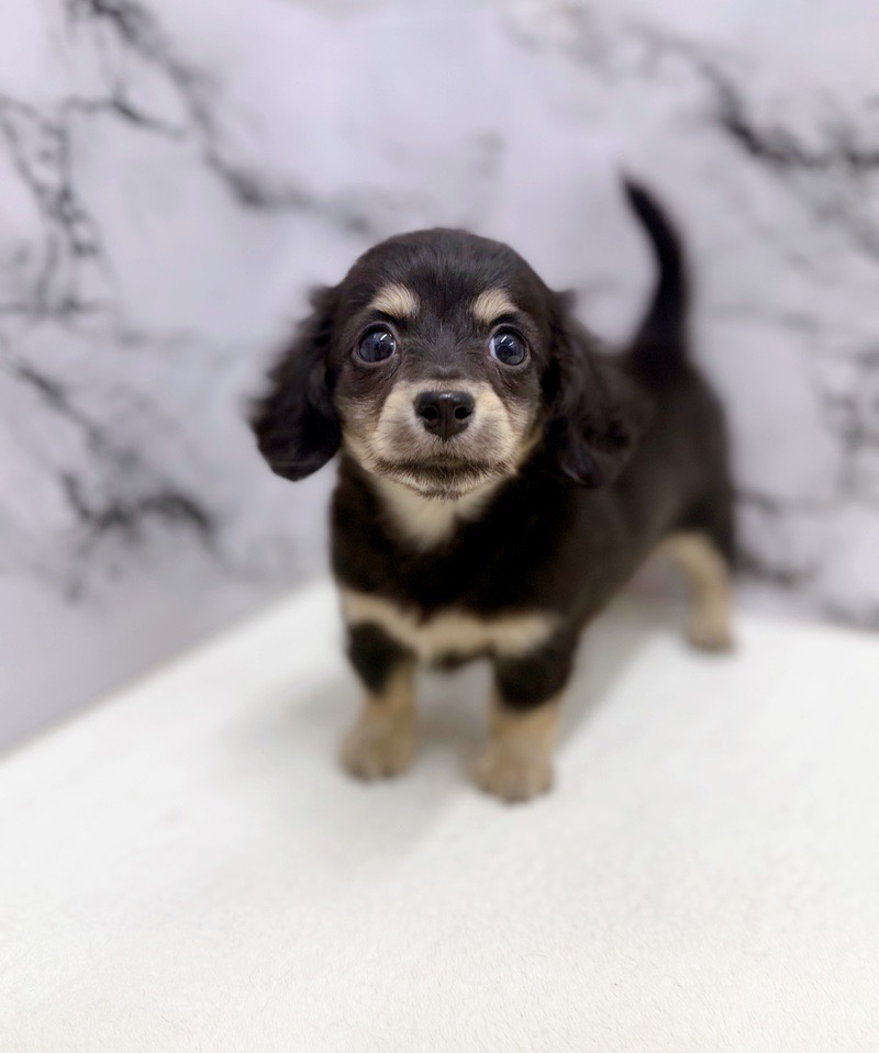 神奈川県のチワックス(チワワ×ダックス) (かねだい東戸塚店/2025年10月25日生まれ/女の子/ブラックイエロー)の子犬の2枚目の画像