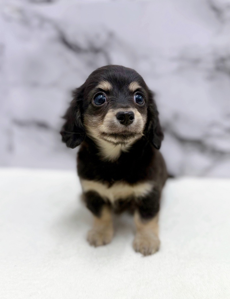 神奈川県のチワックス(チワワ×ダックス) (かねだい東戸塚店/2025年10月25日生まれ/女の子/ブラックイエロー)の子犬の3枚目の画像