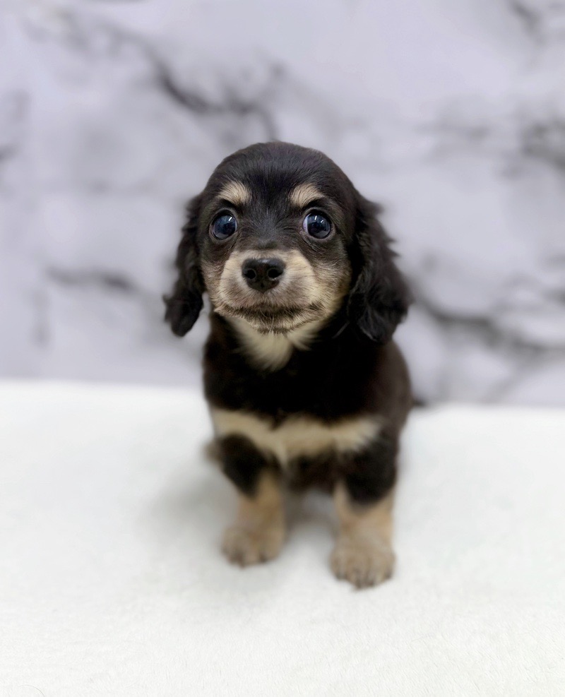 神奈川県のチワックス(チワワ×ダックス) (かねだい東戸塚店/2025年10月25日生まれ/女の子/ブラックイエロー)の子犬の4枚目の画像