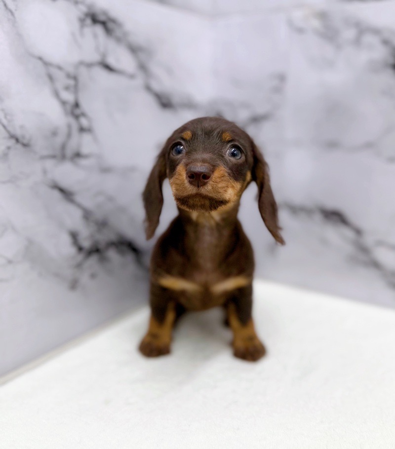 神奈川県のミニチュアダックスワイヤー (かねだい東戸塚店/2025年10月24日生まれ/女の子/チョコレートタン)の子犬の1枚目の画像