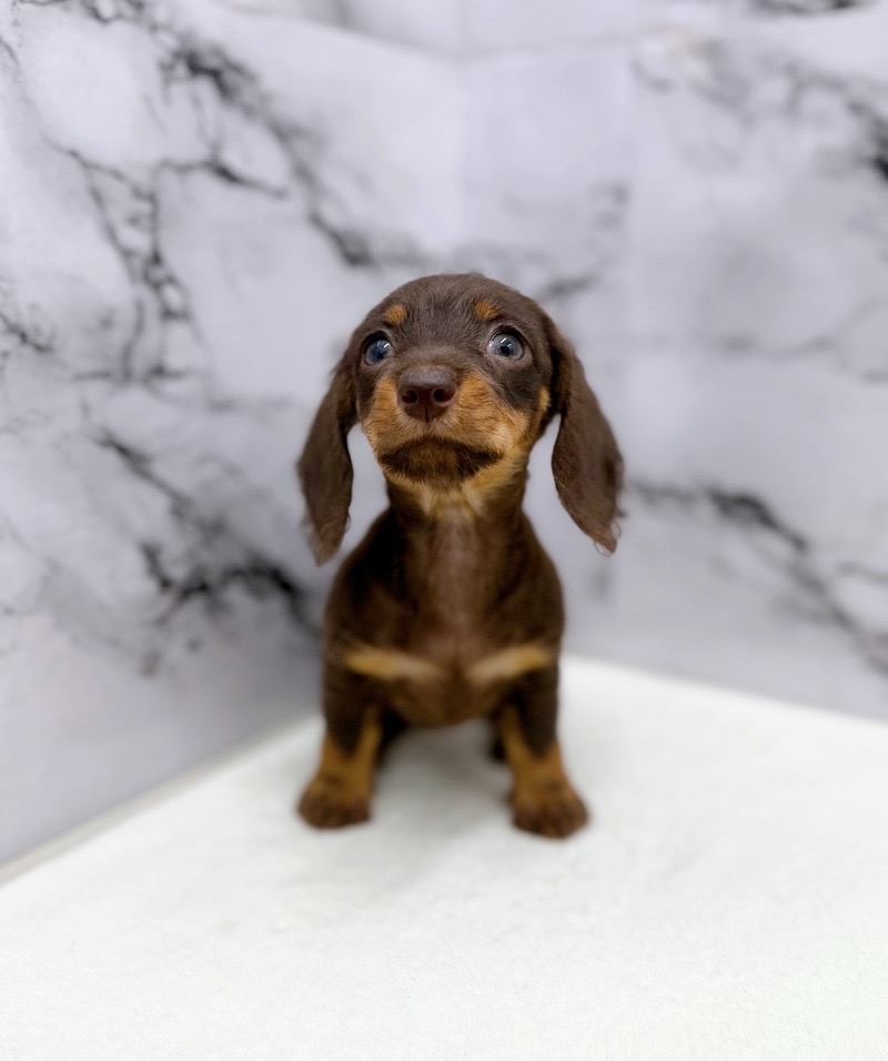 神奈川県のミニチュアダックスワイヤー (かねだい東戸塚店/2025年10月24日生まれ/女の子/チョコレートタン)の子犬の2枚目の画像