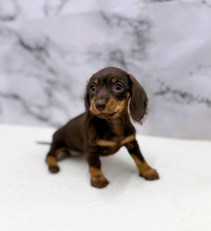 神奈川県のミニチュアダックスワイヤー (かねだい東戸塚店/2025年10月24日生まれ/女の子/チョコレートタン)の子犬の3枚目の画像