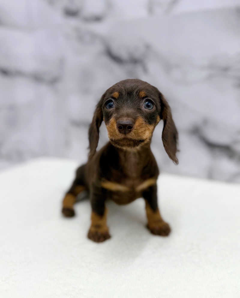 神奈川県のミニチュアダックスワイヤー (かねだい東戸塚店/2025年10月24日生まれ/女の子/チョコレートタン)の子犬の4枚目の画像