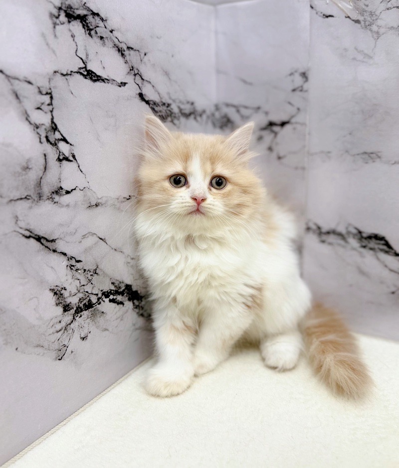 神奈川県のミヌエット (かねだい東戸塚店/2025年10月24日生まれ/男の子/クリームタビーホワイト)の子猫の1枚目の画像