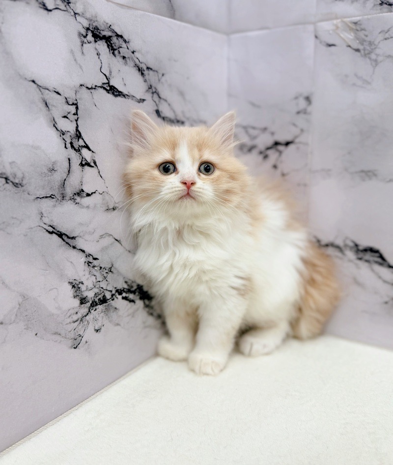 神奈川県のミヌエット (かねだい東戸塚店/2025年10月24日生まれ/男の子/クリームタビーホワイト)の子猫の2枚目の画像