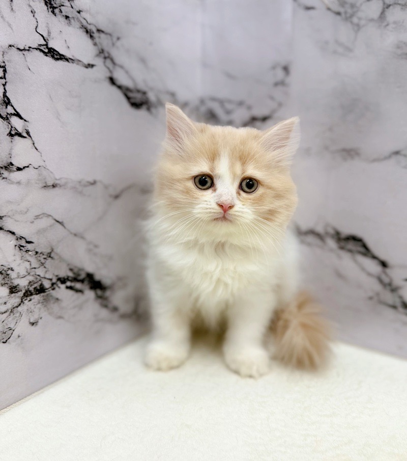 神奈川県のミヌエット (かねだい東戸塚店/2025年10月24日生まれ/男の子/クリームタビーホワイト)の子猫の3枚目の画像