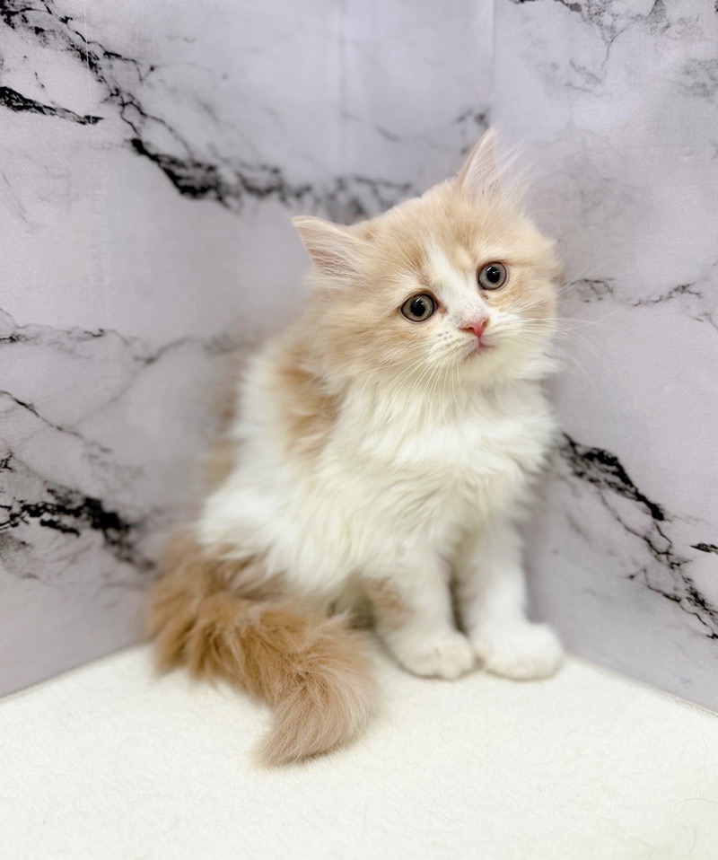 神奈川県のミヌエット (かねだい東戸塚店/2025年10月24日生まれ/男の子/クリームタビーホワイト)の子猫の4枚目の画像