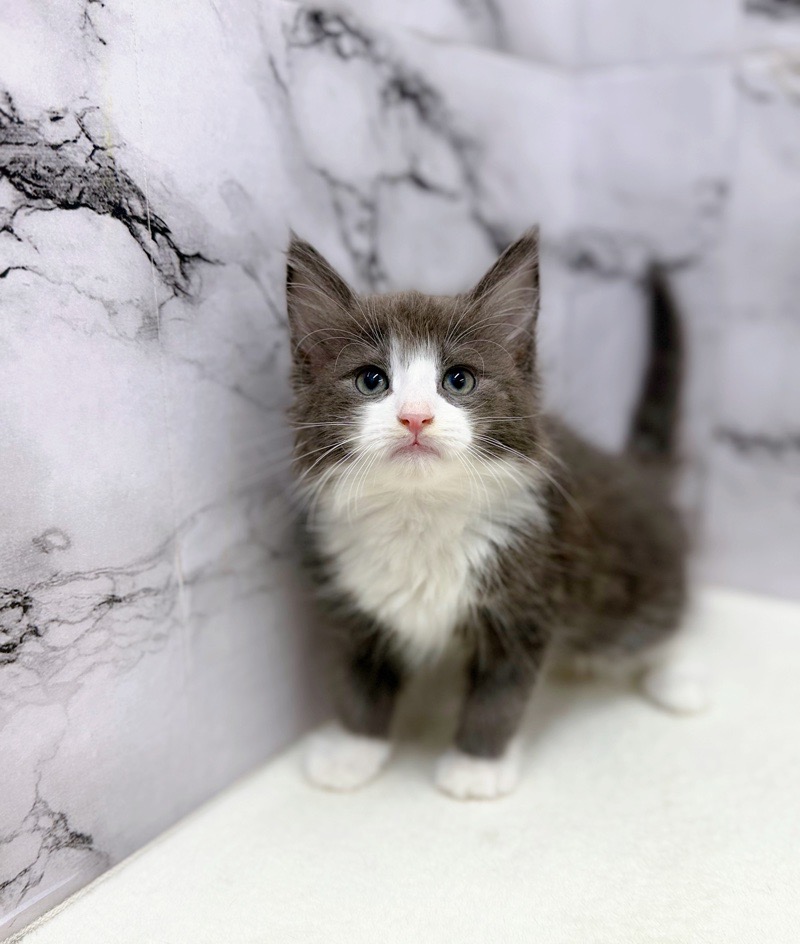 神奈川県のノルウェージャンフォレストキャット (かねだい東戸塚店/2025年10月23日生まれ/女の子/ブルーホワイト)の子猫の1枚目の画像