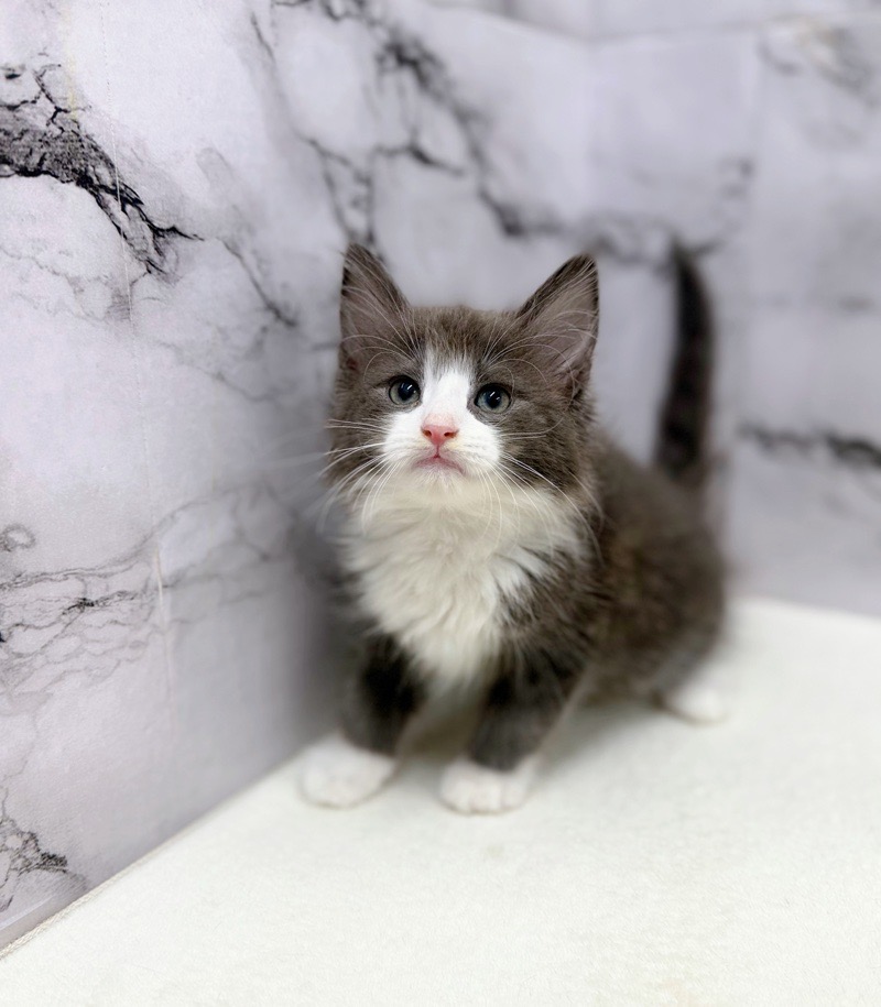 神奈川県のノルウェージャンフォレストキャット (かねだい東戸塚店/2025年10月23日生まれ/女の子/ブルーホワイト)の子猫の3枚目の画像