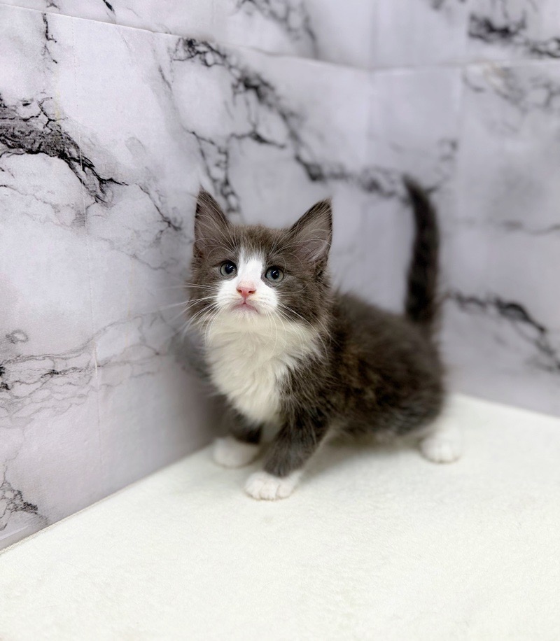 神奈川県のノルウェージャンフォレストキャット (かねだい東戸塚店/2025年10月23日生まれ/女の子/ブルーホワイト)の子猫の4枚目の画像