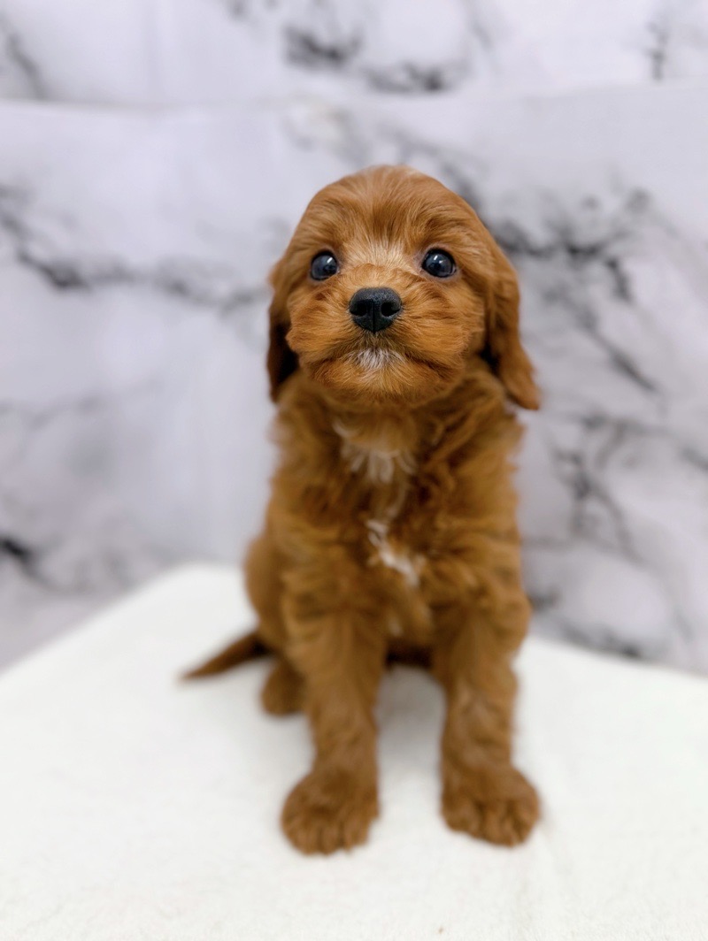 神奈川県のキャバプー(キャバリア×プードル) (かねだい東戸塚店/2025年10月25日生まれ/女の子/レッドホワイト)の子犬の1枚目の画像