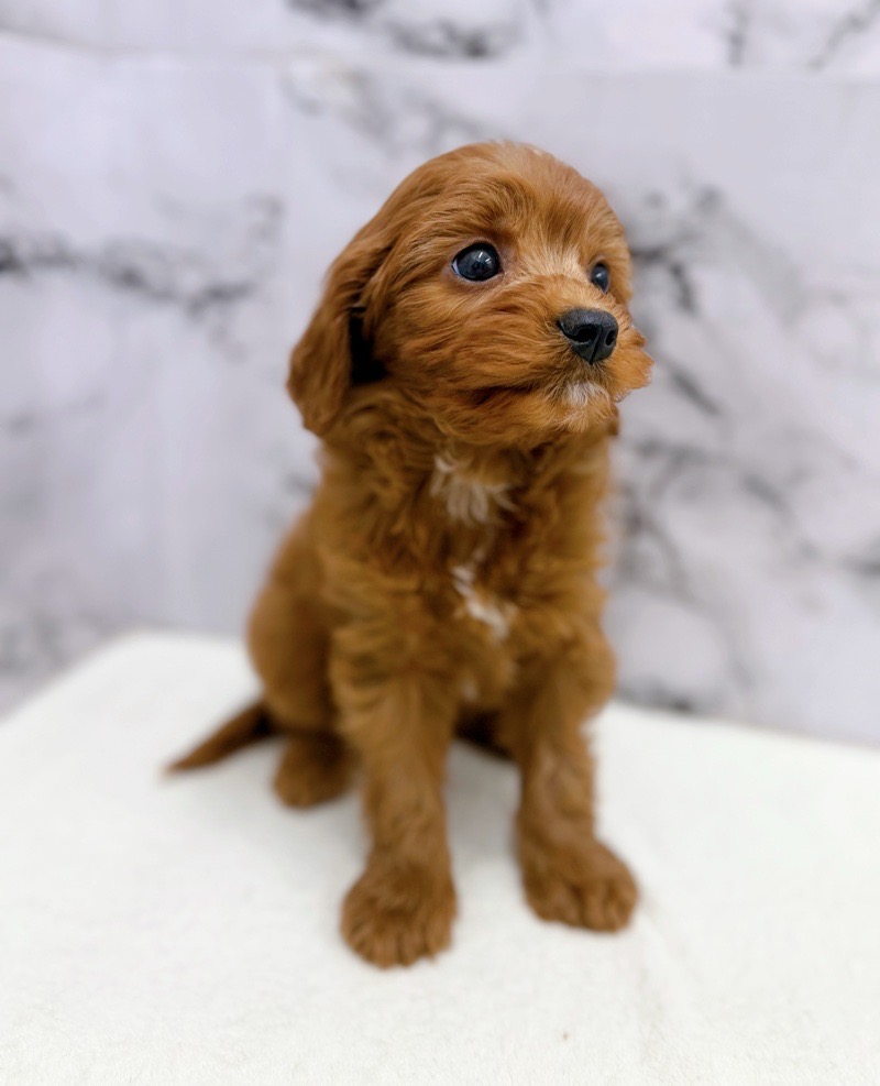 神奈川県のキャバプー(キャバリア×プードル) (かねだい東戸塚店/2025年10月25日生まれ/女の子/レッドホワイト)の子犬の2枚目の画像