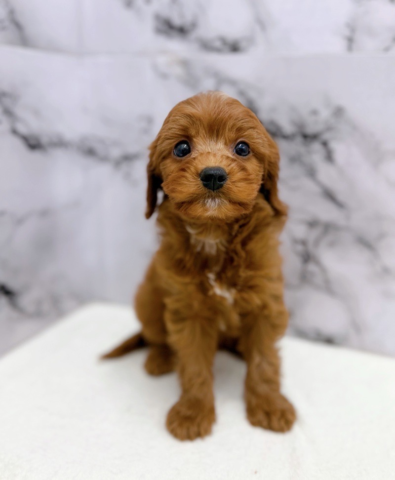 神奈川県のキャバプー(キャバリア×プードル) (かねだい東戸塚店/2025年10月25日生まれ/女の子/レッドホワイト)の子犬の3枚目の画像