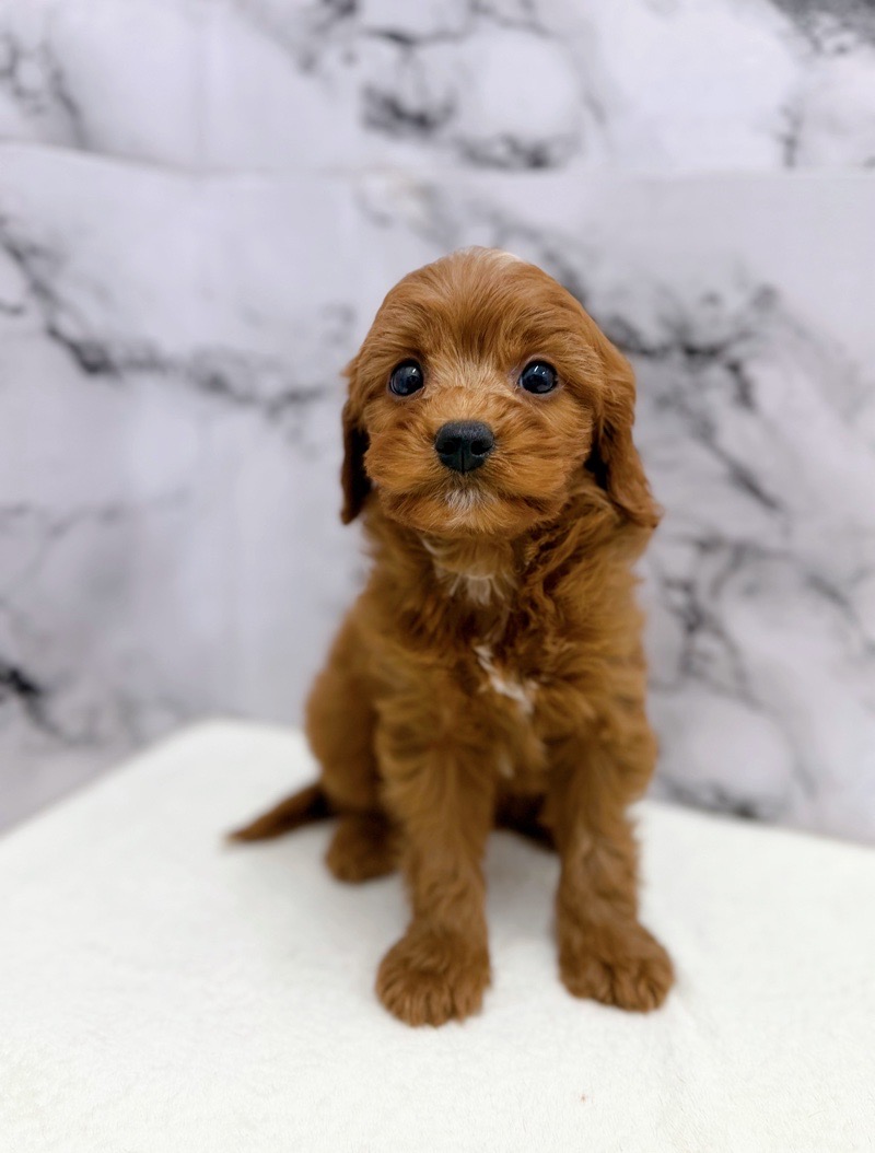 神奈川県のキャバプー(キャバリア×プードル) (かねだい東戸塚店/2025年10月25日生まれ/女の子/レッドホワイト)の子犬の4枚目の画像