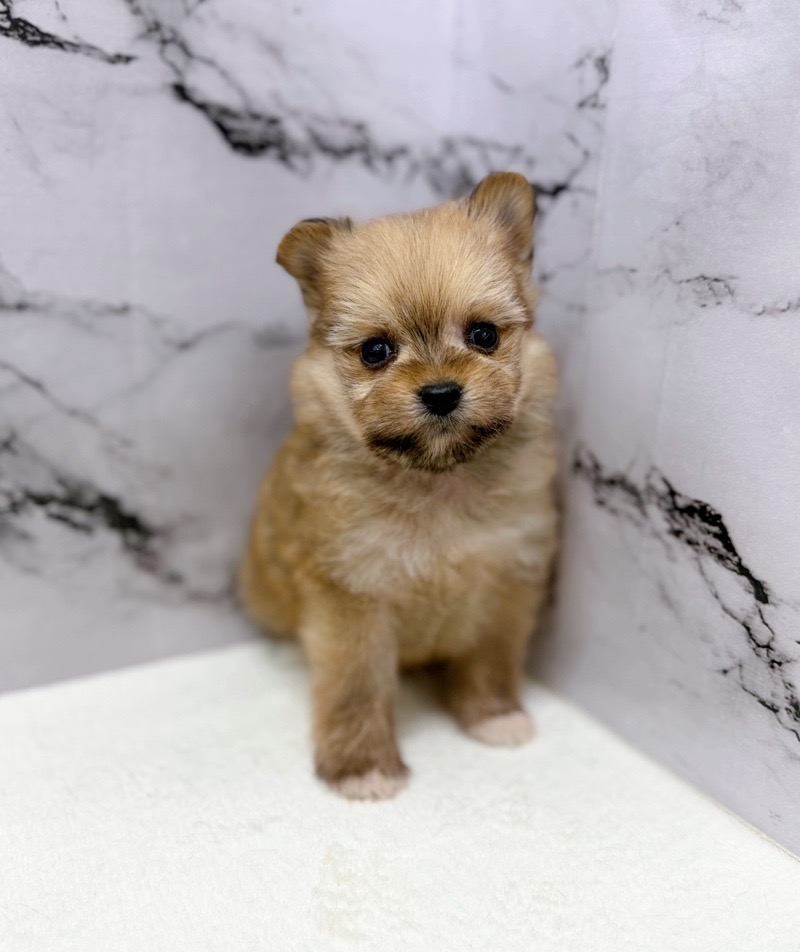 神奈川県のポメマル/マルポメ(ポメラニアン×マルチーズ) (かねだい東戸塚店/2025年10月25日生まれ/男の子/レッド)の子犬の1枚目の画像