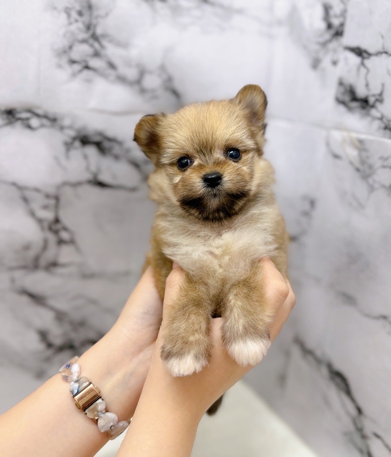 神奈川県のポメマル/マルポメ(ポメラニアン×マルチーズ) (かねだい東戸塚店/2025年10月25日生まれ/男の子/レッド)の子犬の3枚目の画像