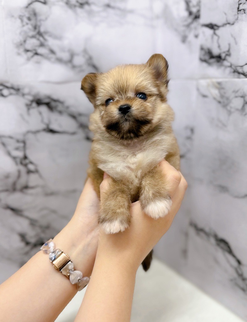 神奈川県のポメマル/マルポメ(ポメラニアン×マルチーズ) (かねだい東戸塚店/2025年10月25日生まれ/男の子/レッド)の子犬の4枚目の画像