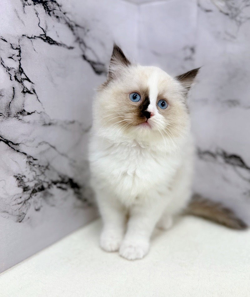 神奈川県のラグドール (かねだい東戸塚店/2025年10月20日生まれ/女の子/シールポイントバイカラー)の子猫の1枚目の画像