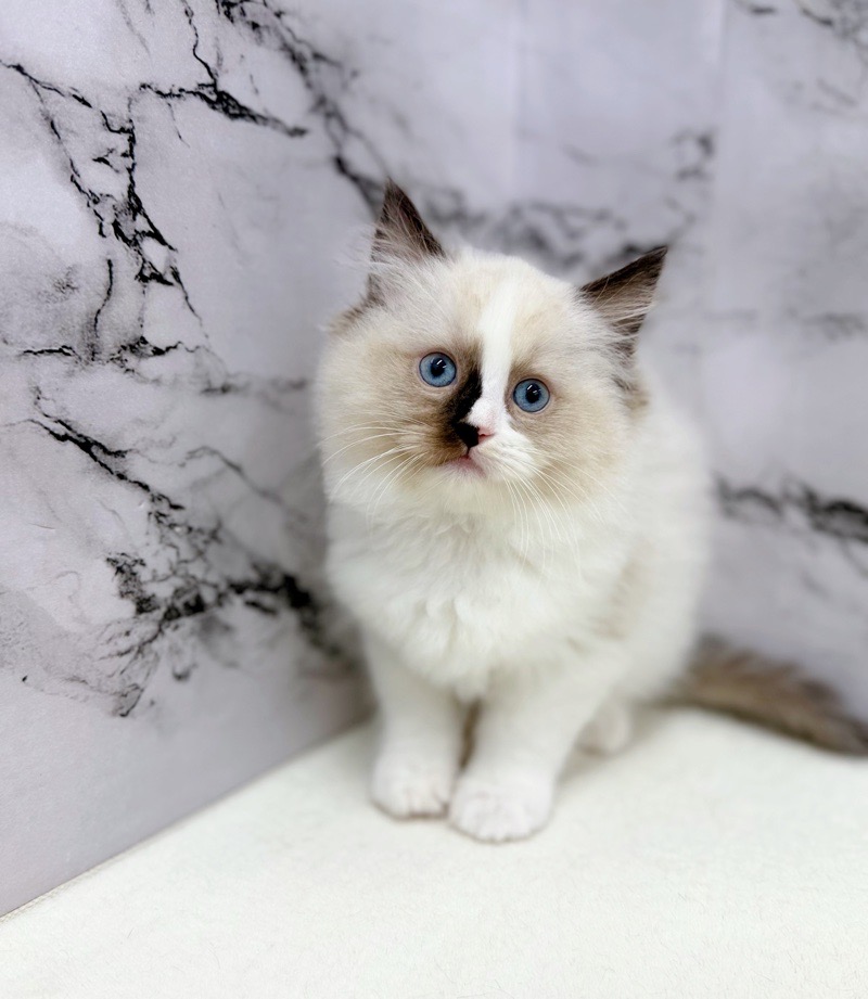神奈川県のラグドール (かねだい東戸塚店/2025年10月20日生まれ/女の子/シールポイントバイカラー)の子猫の2枚目の画像