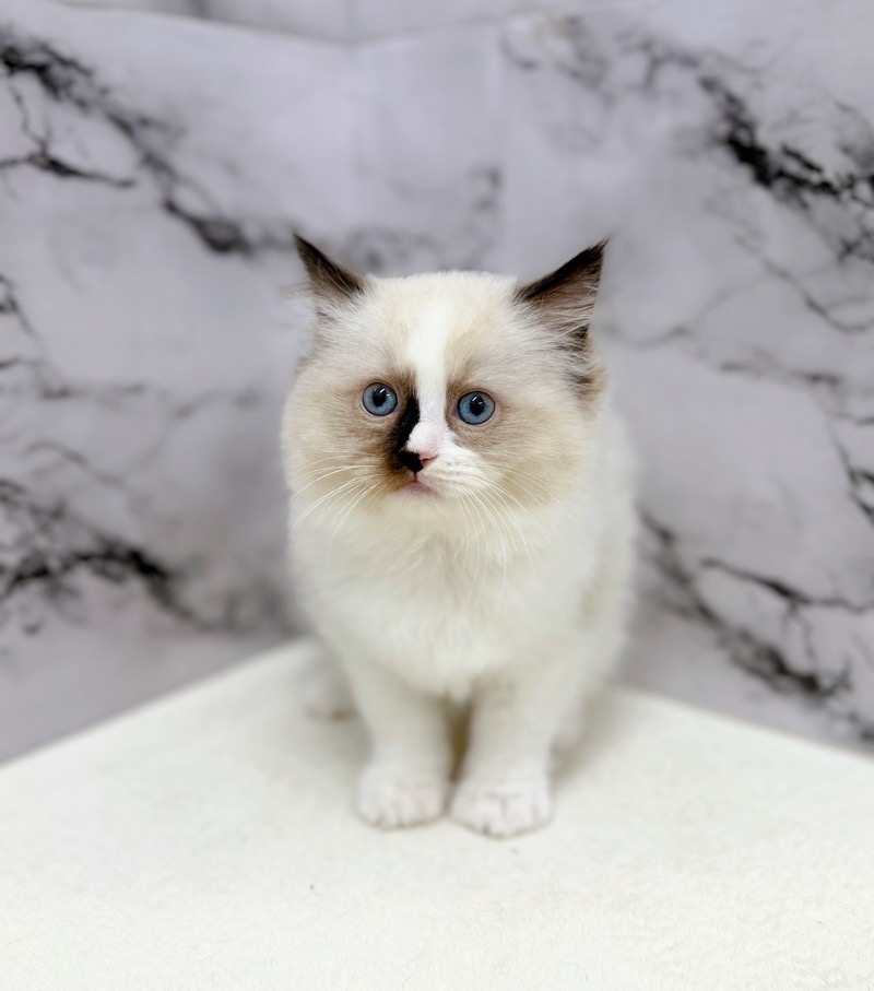 神奈川県のラグドール (かねだい東戸塚店/2025年10月20日生まれ/女の子/シールポイントバイカラー)の子猫の3枚目の画像
