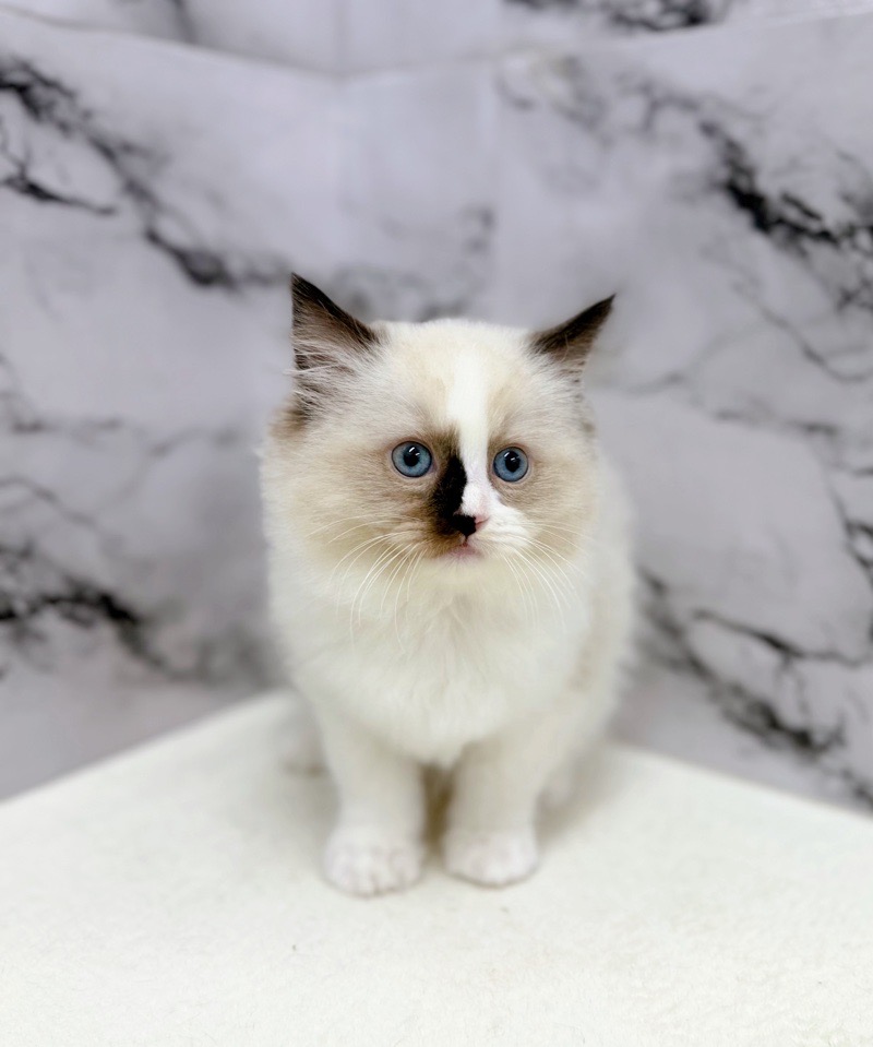 神奈川県のラグドール (かねだい東戸塚店/2025年10月20日生まれ/女の子/シールポイントバイカラー)の子猫の4枚目の画像