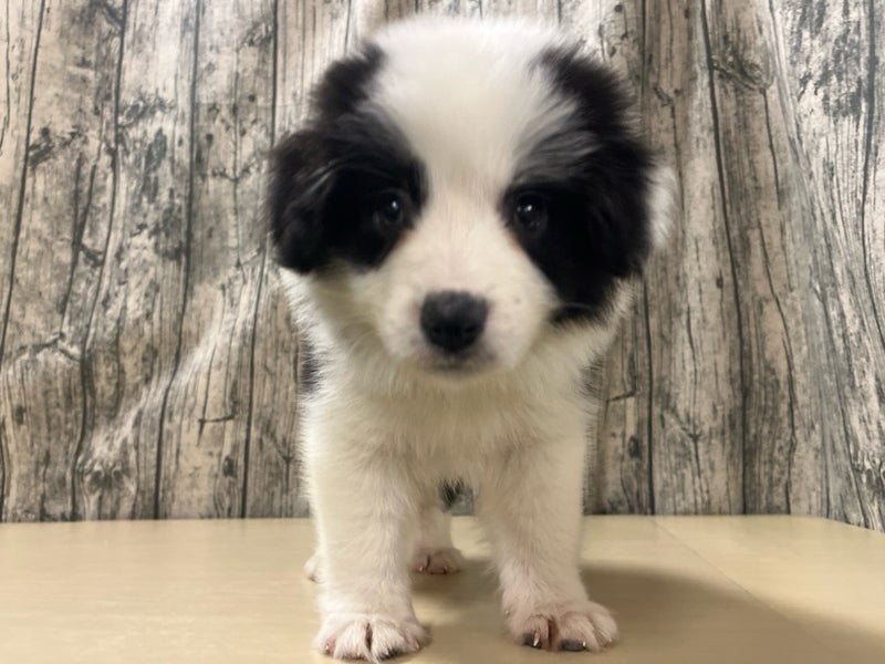 埼玉県のボーダーコリー (かねだいアクアパーク店/2025年10月17日生まれ/女の子/ブラックホワイト)の子犬