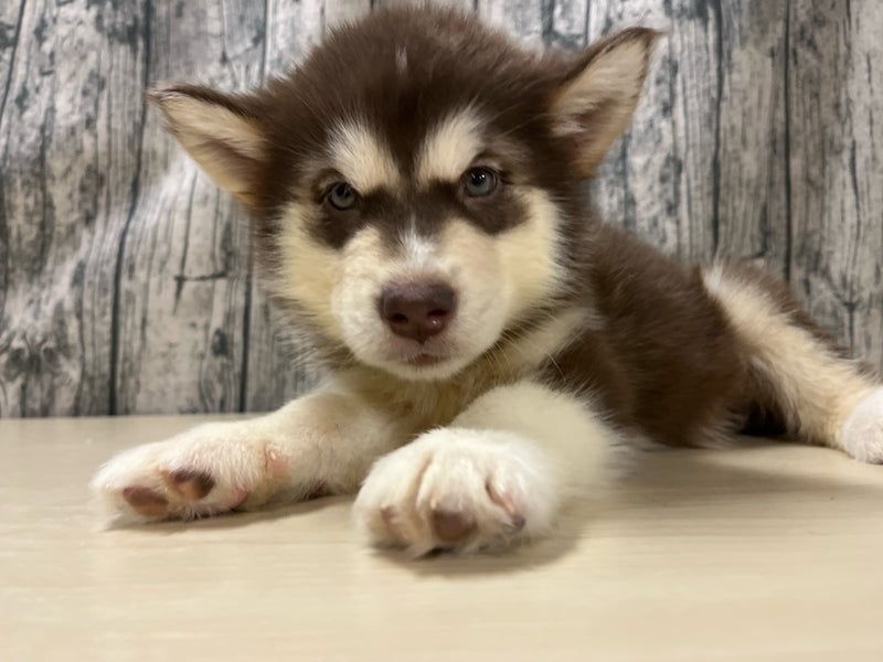 埼玉県のアラスカンマラミュート (かねだいアクアパーク店/2025年10月26日生まれ/男の子/ブラウンホワイト)の子犬