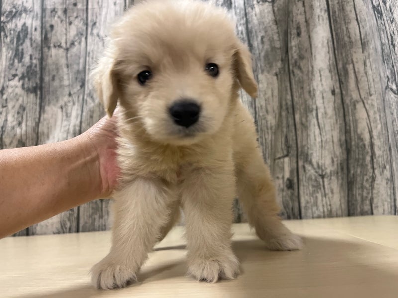 埼玉県のゴールデンレトリバー (かねだいアクアパーク店/2025年10月25日生まれ/男の子/ゴールデン)の子犬