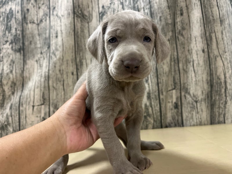 埼玉県のワイマラナー (かねだいアクアパーク店/2025年10月22日生まれ/女の子/グレー)の子犬