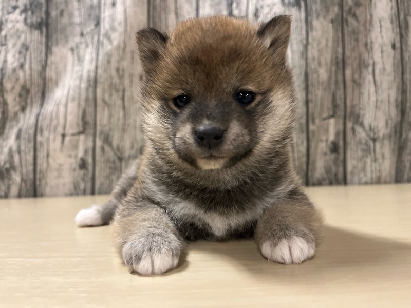 埼玉県の豆柴 (かねだいアクアパーク店/2025年10月24日生まれ/女の子/赤)の子犬