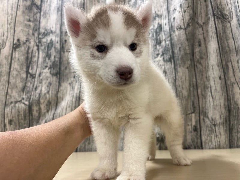 埼玉県のシベリアンハスキー (かねだいアクアパーク店/2025年10月24日生まれ/女の子/チョコレートホワイト)の子犬