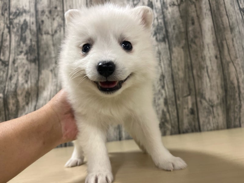 埼玉県の日本スピッツ (かねだいアクアパーク店/2025年10月25日生まれ/女の子/ホワイト)の子犬